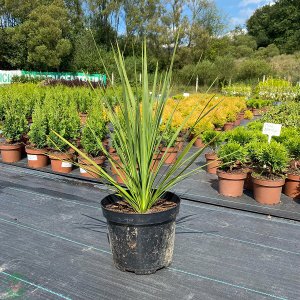 Kordylína australská (Cordyline Australis) - výška 40-60 cm, kont. C7.5L 